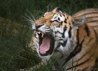  Le tigri fanno le fusa come gatti e ruggiscono come leoni?  Spiegazione dei suoni della tigre
