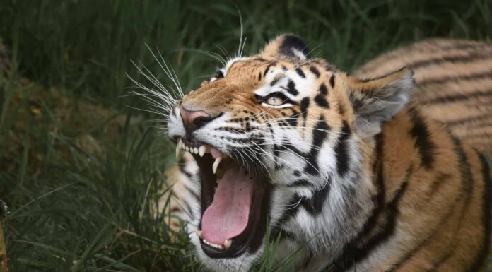  Le tigri fanno le fusa come gatti e ruggiscono come leoni?  Spiegazione dei suoni della tigre
