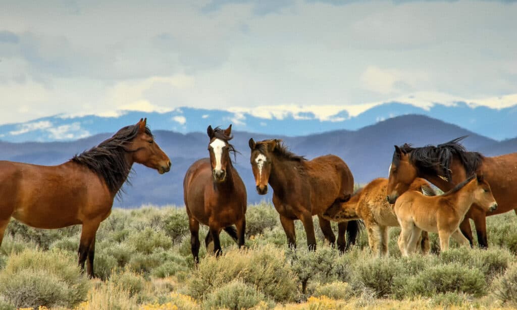 Cavallo, Animali In Natura, Colorado, Mustang - Cavallo Selvaggio, Leadership