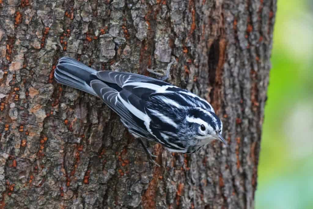 Un uccello bianco e nero appeso alla corteccia sul lato di un albero