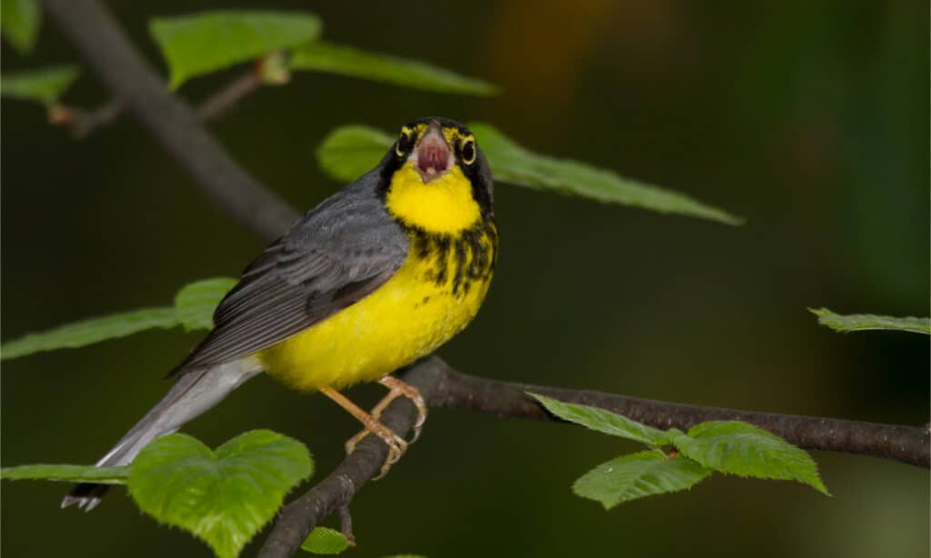 Maschio adulto riproduttore Canada warbler