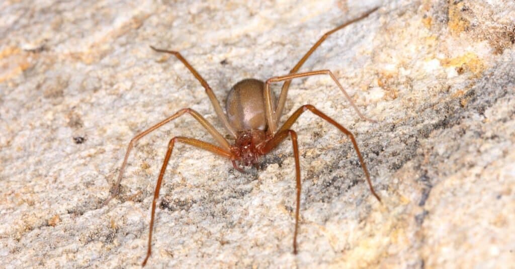Il ragno marrone recluso ha un vantaggio in termini di dimensioni e velocità rispetto alla vedova nera.