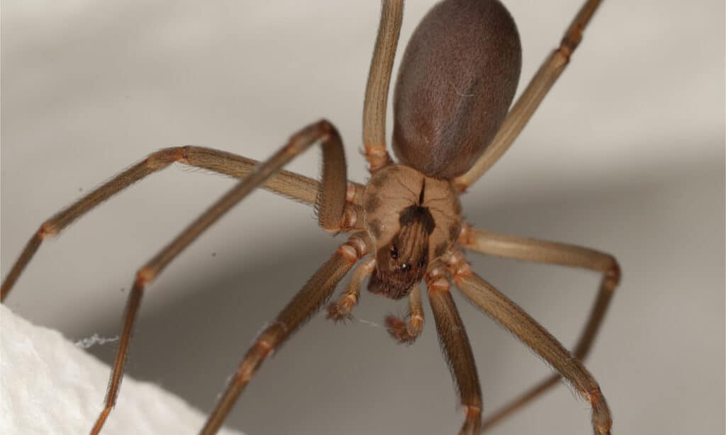 Il ragno marrone recluso può essere trovato in Alabama