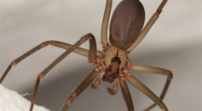 Animals With Exoskeletons-Brown Recluse
