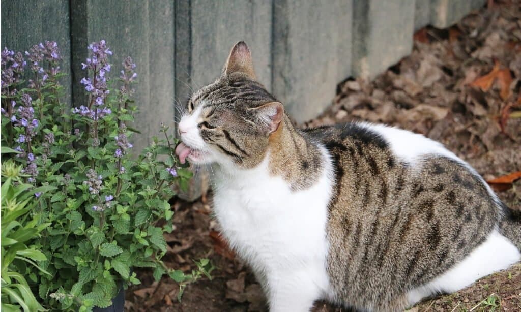 Gatto che mangia erba gatta