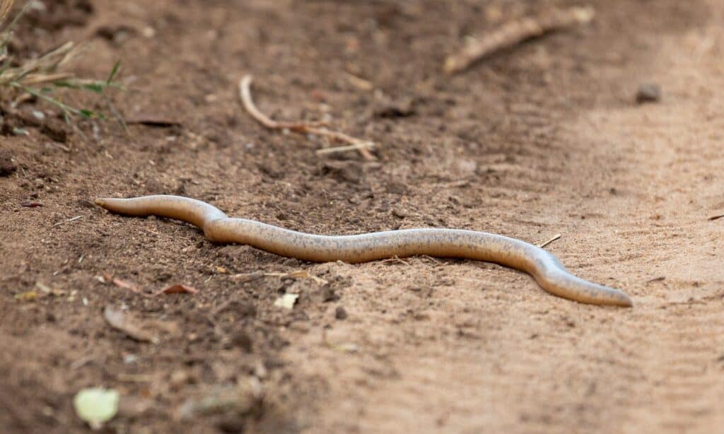 Il serpente cieco dal becco di Schlegel è il più grande serpente cieco dell'Africa con una media di 60 cm ma può raggiungere una lunghezza di 1 m.  Trascorre la maggior parte della sua vita sottoterra.