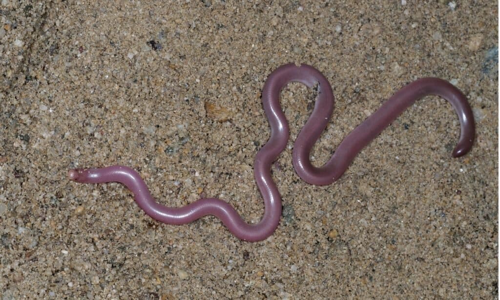 Serpente verme europeo o serpente cieco, Typhlops vermicularis.  I serpenti ciechi sembrano vermi, spesso caratterizzati da un corpo grigio o rosa.