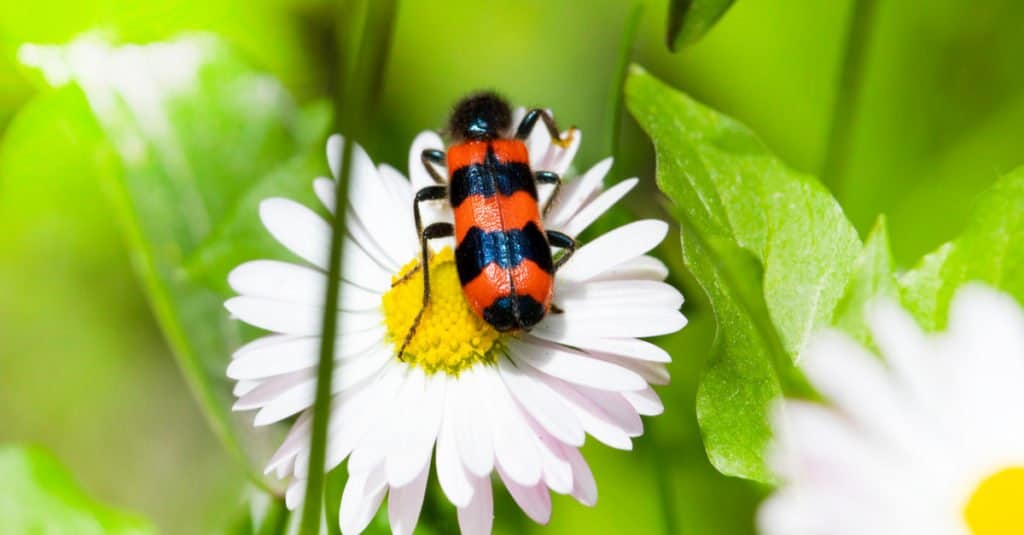 Blister Beetle su un fiore di camomilla