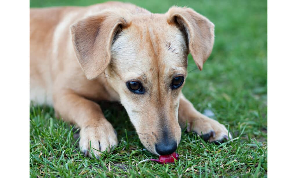 Piccolo cane di razza mista che mangia un ravanello sull'erba