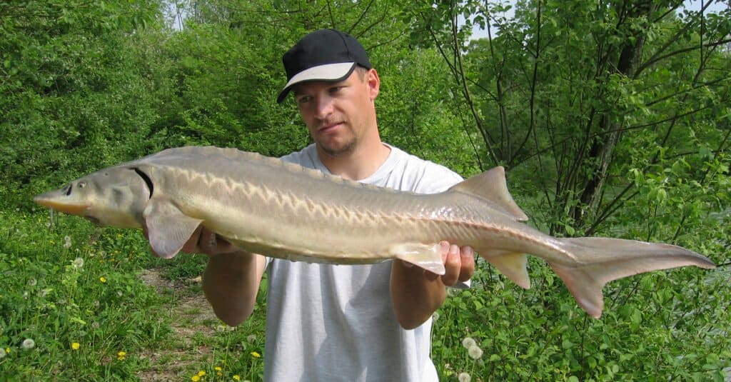 il più grande pesce trofeo del Minnesota è lo storione di lago