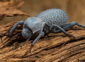 Scarabeo finto di morte blu
