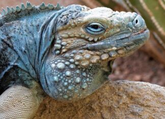 Iguana blu
