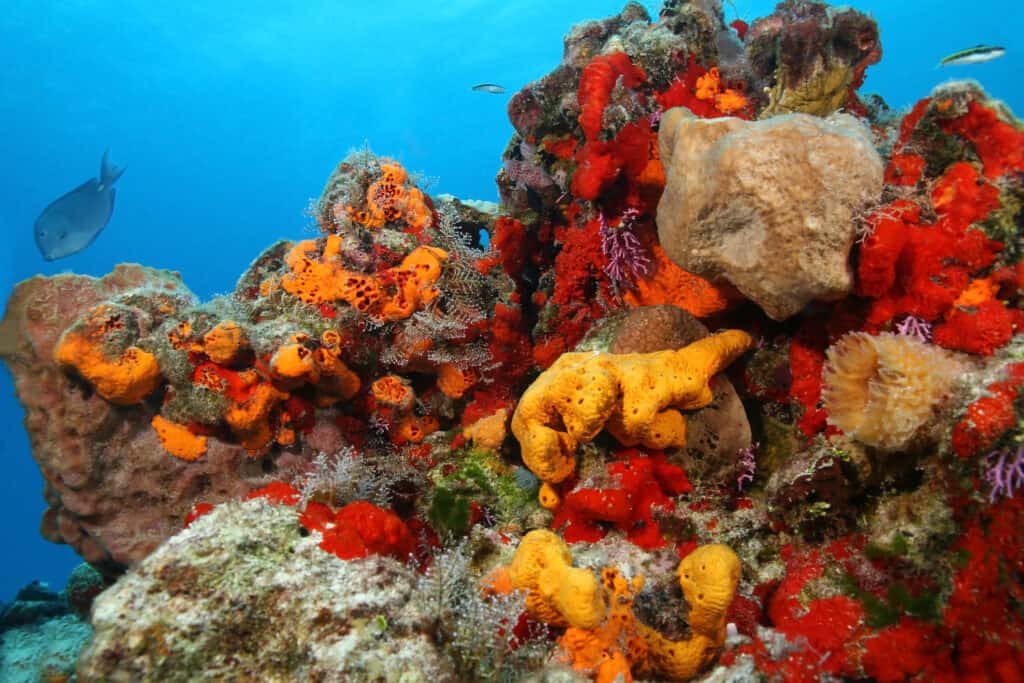 Questa colorata barriera corallina si trova nel Golfo del Messico vicino a Cozumel. 