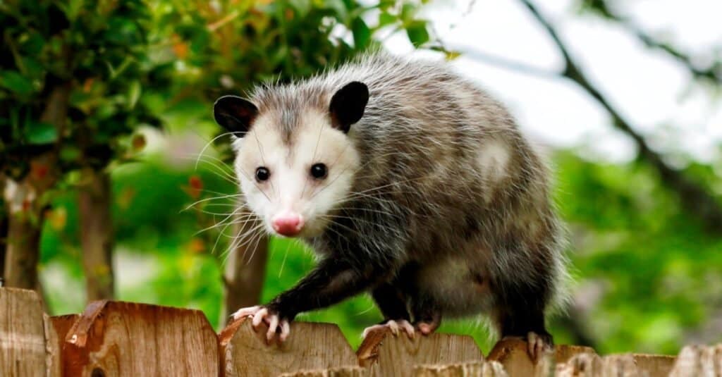 Animali che giocano a fare il morto opossum