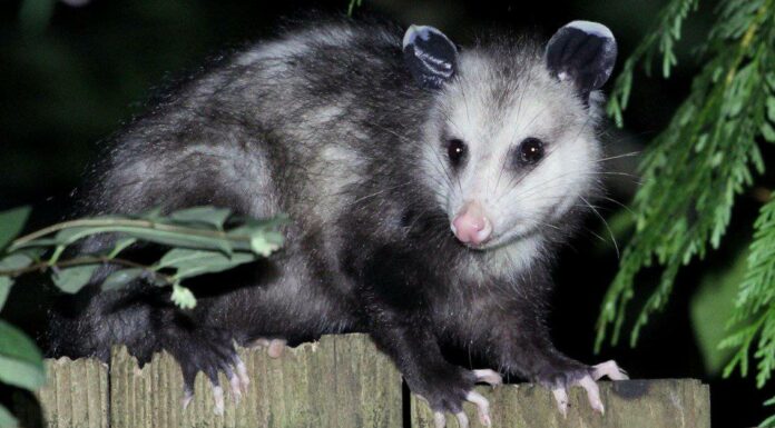 Scopri i 2 tipi di opossum

