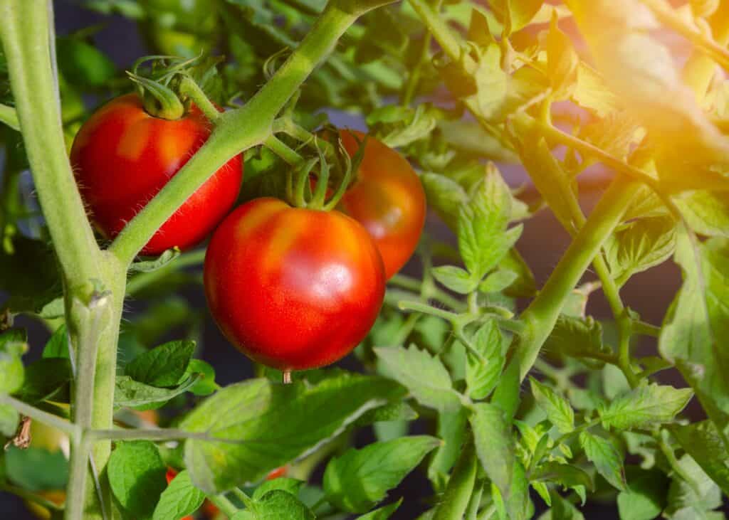 Le piante di pomodoro possono emettere suoni ultrasonici