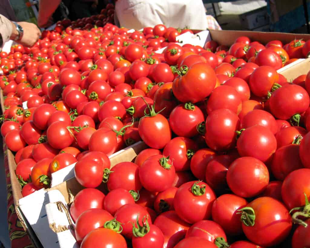 Pomodori da allevamento a secco delle prime ragazze al mercato del contadino sf