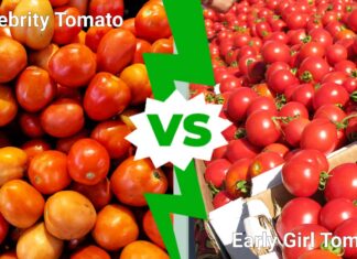 Celebrity Tomato vs Early Girl Tomato
