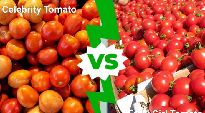 Celebrity Tomato vs Early Girl Tomato

