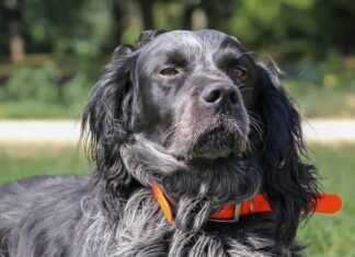 Spaniel Piccardia blu
