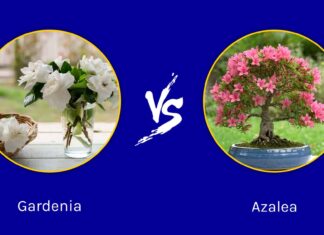 Gardenia vs Azalea: quali sono le loro differenze?
