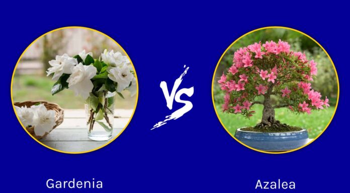 Gardenia vs Azalea: quali sono le loro differenze?

