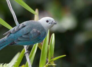 Blue Tanager (Tanager blu-grigio)
