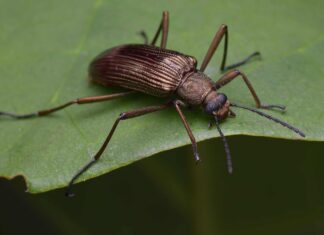 Cosa mangiano i coleotteri oscuri?
