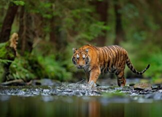 Posizione della tigre: dove vivono le tigri?
