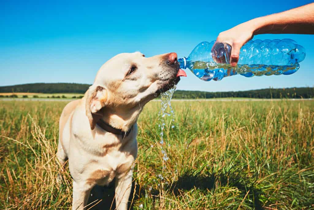 Acqua potabile del cane dalla bottiglia
