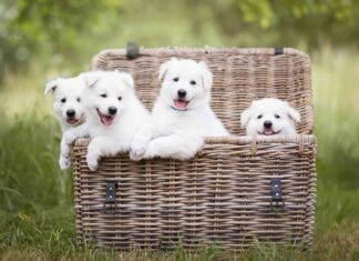 Scopri lo strano modo in cui i cani sudano
