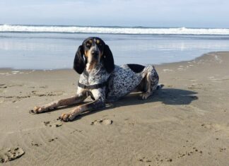 Bluetick Coonhound
