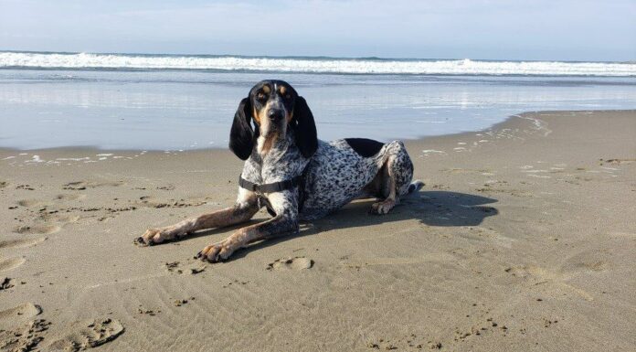 Bluetick Coonhound
