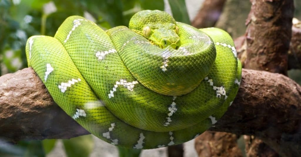 Incredibile animale della foresta pluviale: Boa Constrictor di smeraldo