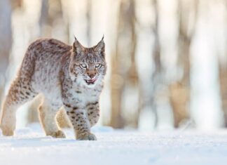 Bobcats nel Mississippi: tipi e dove vivono
