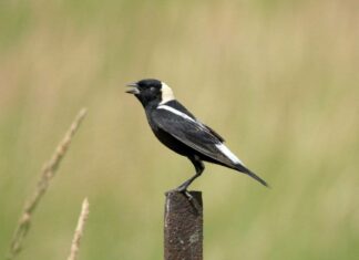 Bobolink
