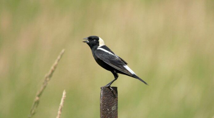 Bobolink
