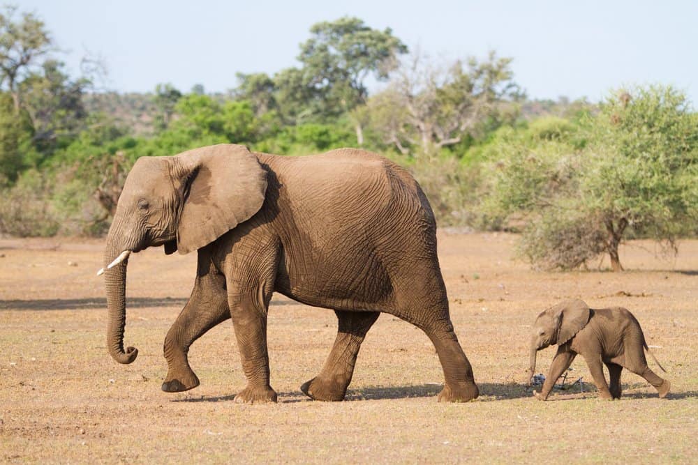 Elefante (Loxodonta africana) - cammina con il bambino che segue