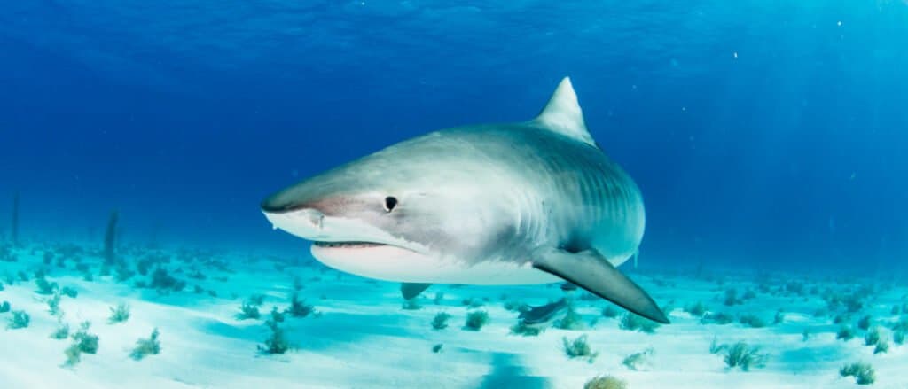 Gli squali tigre sono una delle specie di squali più pericolose.