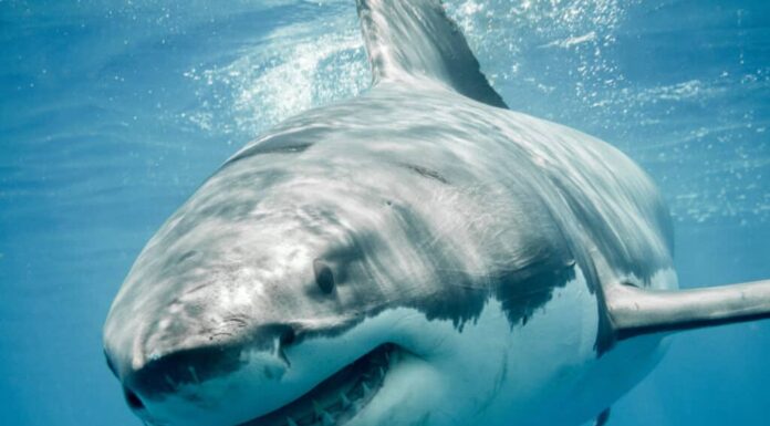 great white shark