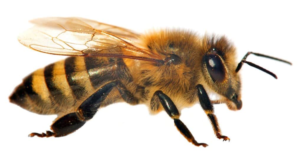 Bumblee vs Honeybee - Ape