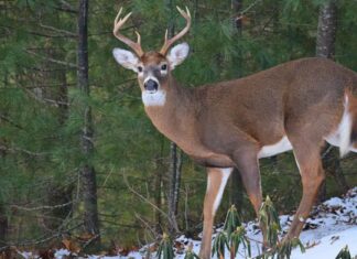 Scopri gli animali più letali in Iowa
