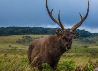 Sambar Deer vs Red Deer: quali sono le differenze?
