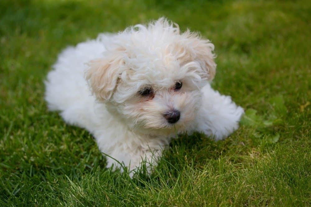 Bellissimo cucciolo di cane bolognese nell'erba