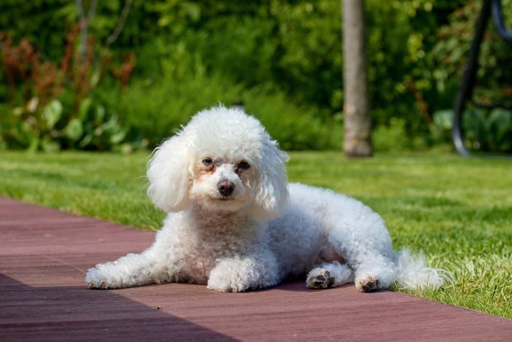 Bellissimo cane bolognese che riposa in giardino