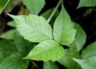 Poison Ivy vs English Ivy
