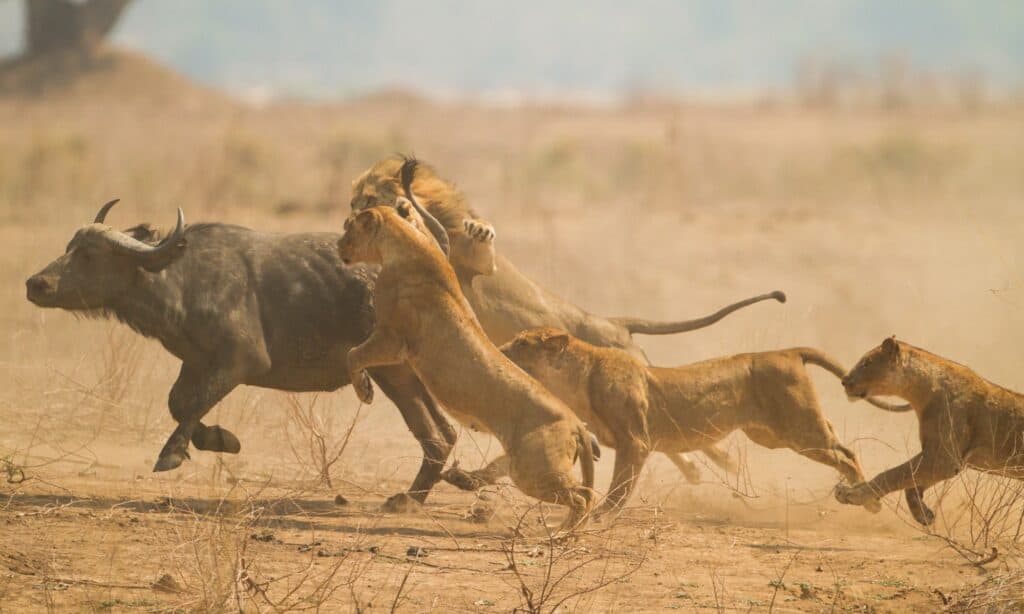 Bufalo africano (Syncerus caffer) catturato dai leoni (Panthera leo).