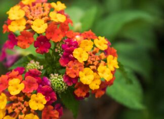 Lantana è perenne o annuale?
