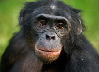 Bonobo
