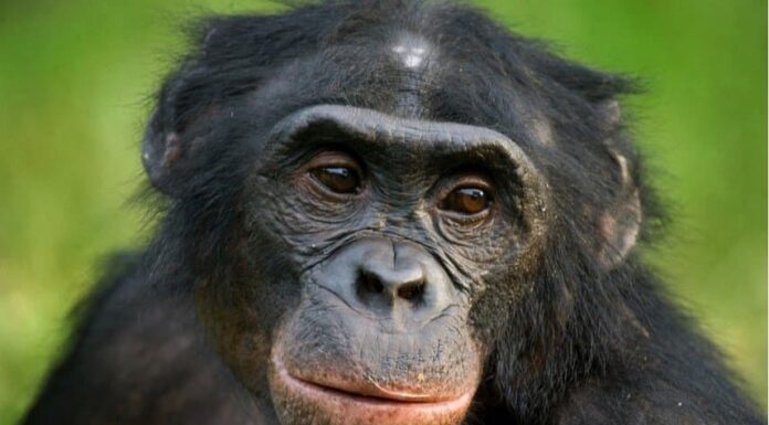 Bonobo
